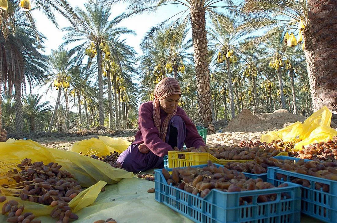 Morocco's Date Production Projected to Reach 180,000 Tons This Season